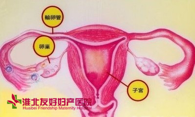 卵巢囊肿对生育有什么影响