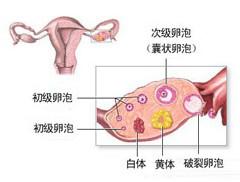 卵泡发育不良的原因是什么